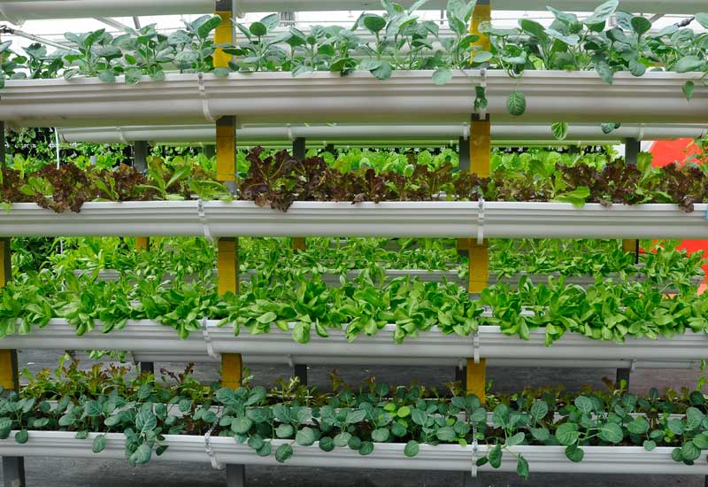 Vertical Farming Electrician in Eugene OR